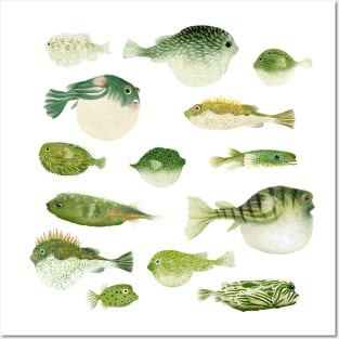 Puffer Fish Posters and Art